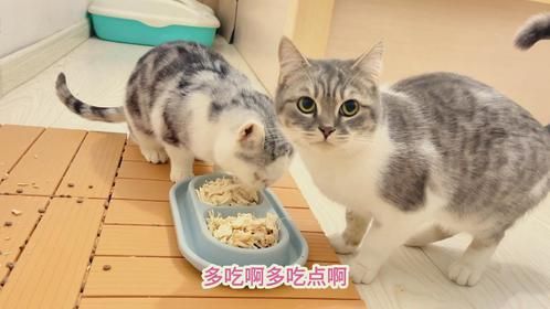 过节给十几只流浪猫煮了二斤肉，过完节只希望你们身体越来越好