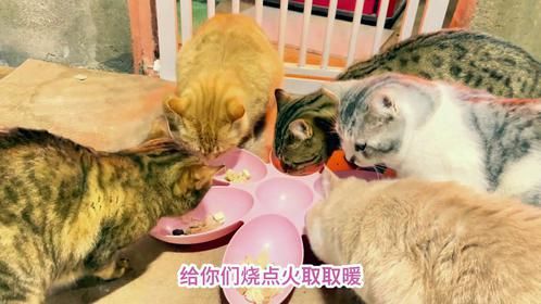 一群流浪猫在毛坯房里烤火吃美食，被老婆孩子霸凌的它躲在门后看