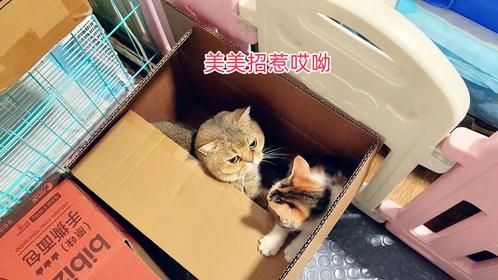 捡来的三花小奶猫不断招惹原住大猫，三番两次终于把长公主惹急了