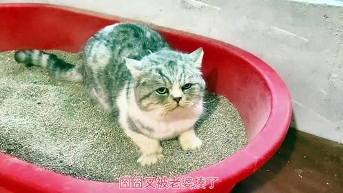 想和老婆孩子团圆的囧囧，又被老婆按在猫砂盆里揍，谁看了不心疼