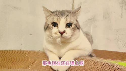 流浪猫爸满心欢喜来陪老婆孩子过大年，却被它们合伙揍，太心疼了
