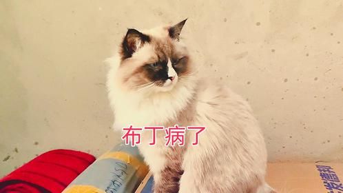 布偶流浪猫病了，一天需喂两遍药，它的难兄难弟蹲在门口替它担心