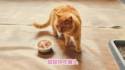 看一看，劝一只从北京来铁岭的流浪猫吃个罐头有多难？