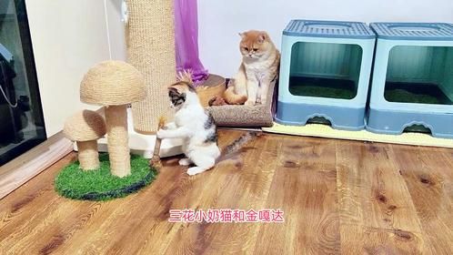 捡来的三花小奶猫无师自通，玩各种玩具都精彩，帅奶爸一旁都佩服
