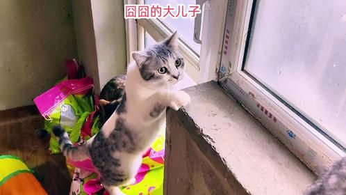 流浪猫囧囧刚与老婆孩子团聚就被妻儿针对，它委屈地吃起了罐头
