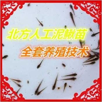 河北泥鳅苗技术/正规泥鳅苗价格