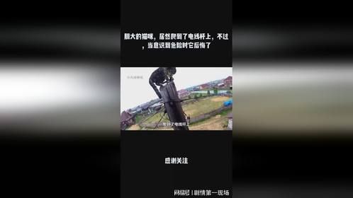 胆大的猫咪，居然爬到了电线杆上，不过，当意识到危险时它后悔了