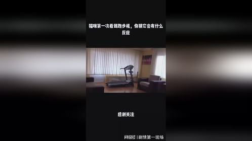 猫咪第一次看到跑步机，你猜它会有什么反应