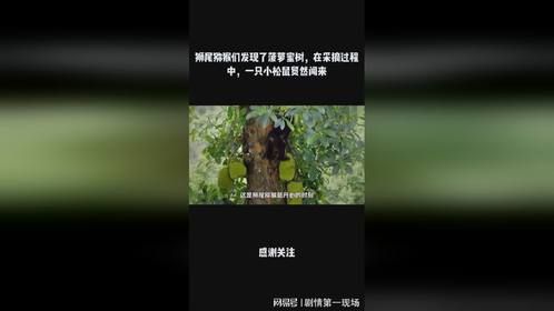 狮尾猕猴们发现了菠萝蜜树，在采摘过程中，一只小松鼠贸然闯来