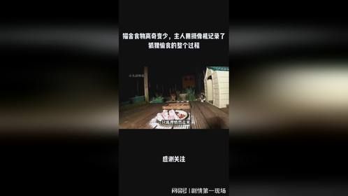 猫舍食物离奇变少，主人用摄像机记录了狐狸偷食的整个过程