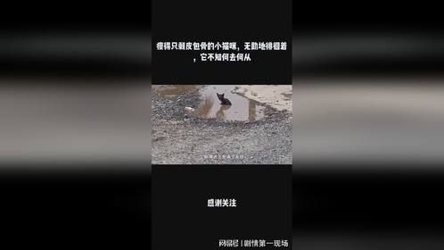 瘦得只剩皮包骨的小猫咪，无助地徘徊着，它不知何去何从