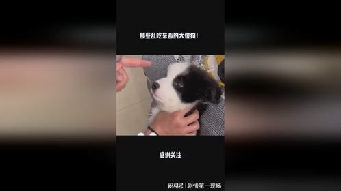 那些乱吃东西的大傻狗！