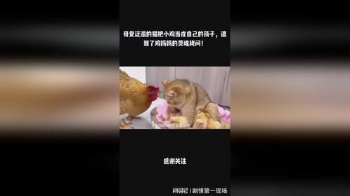 母爱泛滥的猫把小鸡当成自己的孩子，遭到了鸡妈妈的灵魂拷问！