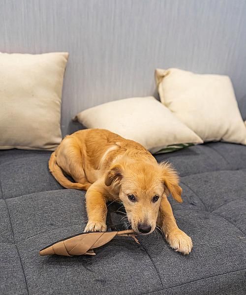 金毛幼犬的饮食管理知识大全（适合金毛幼犬的食物及饮食管理要点）