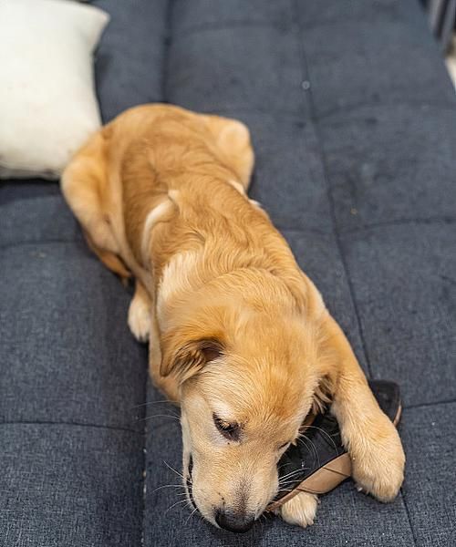 金毛幼犬的饮食管理知识大全（适合金毛幼犬的食物及饮食管理要点）