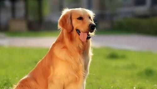 如何科学喂养金毛幼犬（打造健康宠物生活）