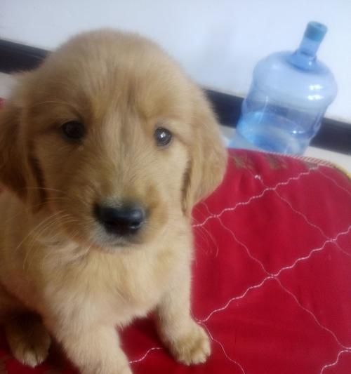 如何科学喂养金毛幼犬（打造健康宠物生活）