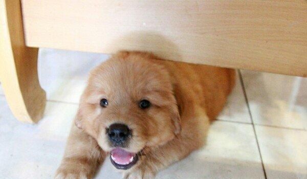 如何科学喂养金毛幼犬（打造健康宠物生活）
