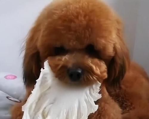 泰迪幼犬如何健康吃粥（宠物健康从饮食开始）