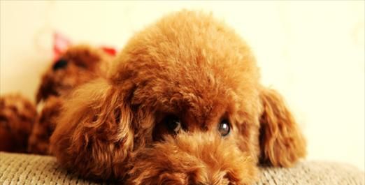 泰迪幼犬如何健康吃粥（宠物健康从饮食开始）