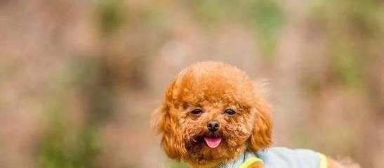 泰迪幼犬如何健康吃粥（宠物健康从饮食开始）