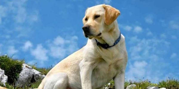 拉布拉多犬的最佳饮食选择（以高品质狗粮为主）
