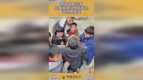 网友放假回家，小狗们热情围观
