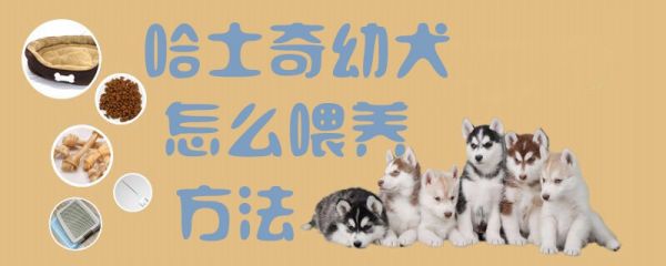 哈士奇幼犬怎么喂养方法1