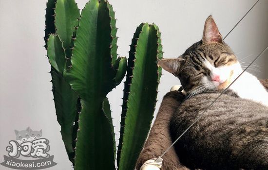卷毛猫掉毛吗 掉毛期间护理手册