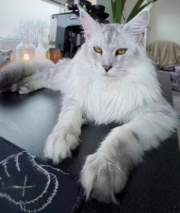 宠物猫