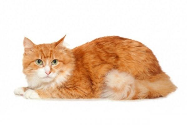 猫不想养了能不能扔掉它？处理猫咪的正确方法