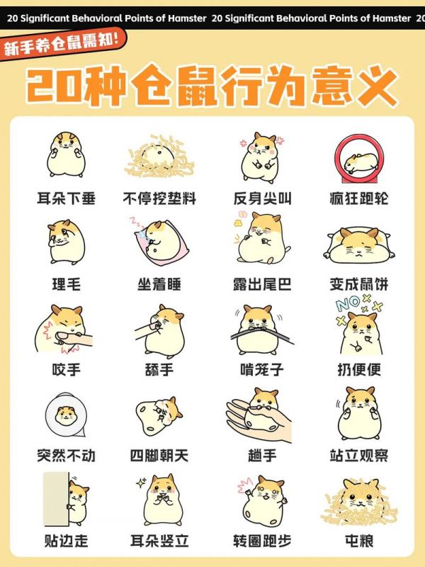 仓鼠的饲养教程手册,仓鼠的饲养教程手册图片