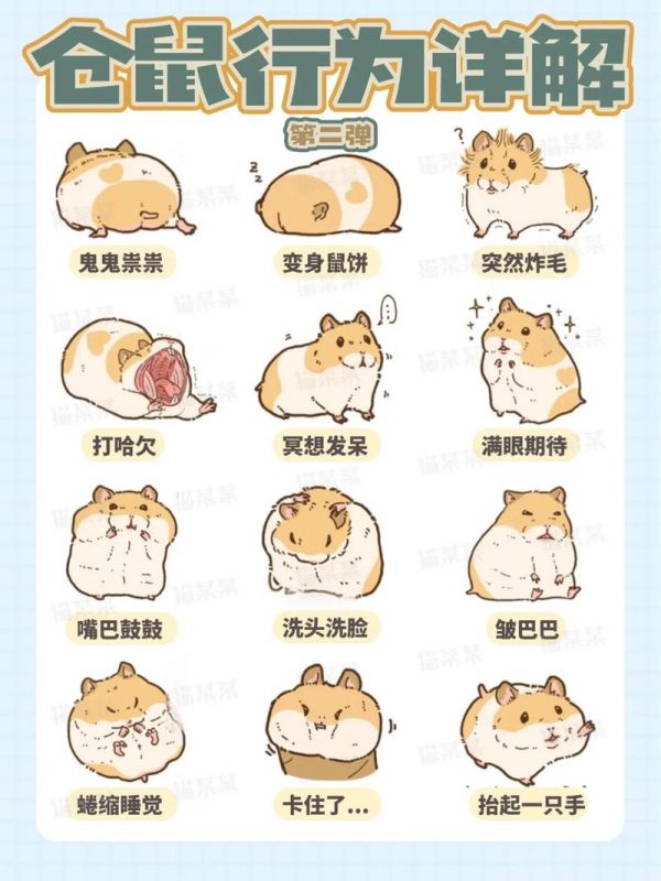 仓鼠饲养教程-仓鼠饲养教程新人