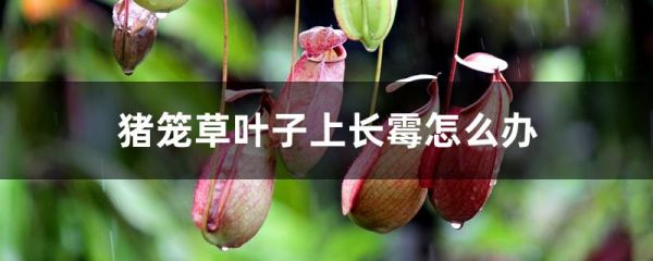 猪笼草叶子上长霉怎么办,日常如何养护长得好