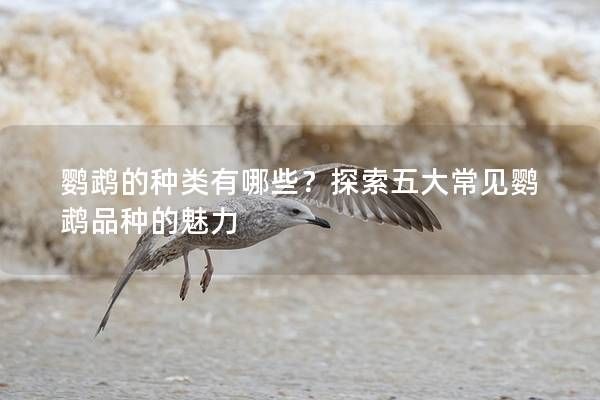 鹦鹉的种类有哪些？探索五大常见鹦鹉品种的魅力