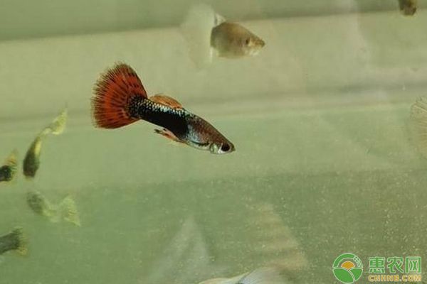 孔雀鱼的繁殖方式和过程-图片版权归惠农网所有