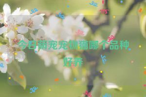 今日萌宠宠物猫哪个品种好养