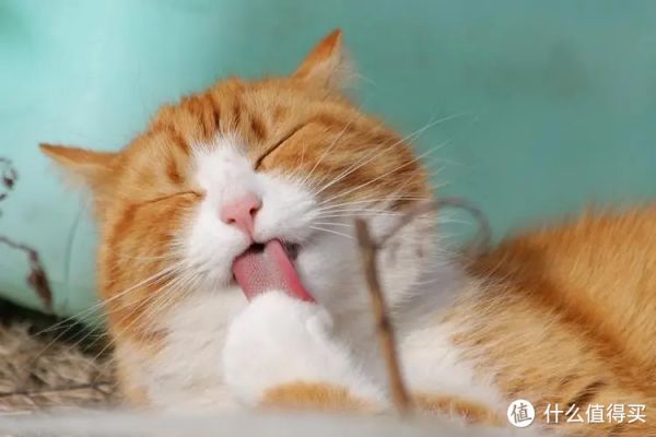 猫咪不把你当主人的6个表现,有的话,要反思一下了