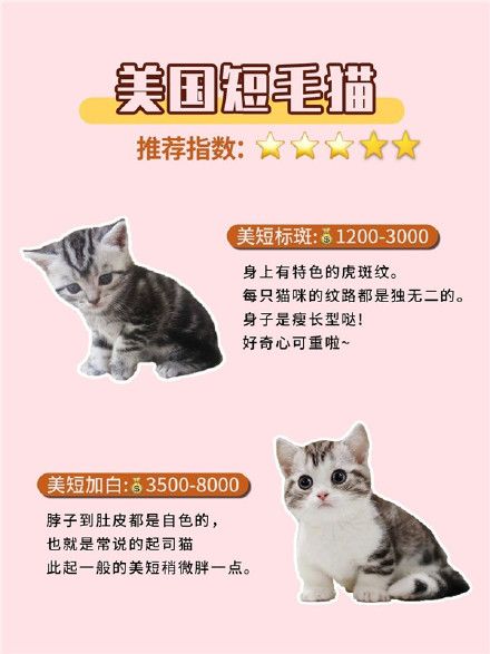 常见宠物猫品种合集,猫咪性格/价格超全攻略