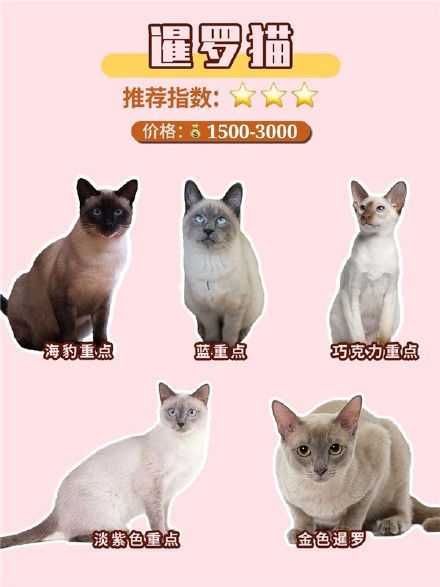 常见宠物猫品种合集,猫咪性格/价格超全攻略