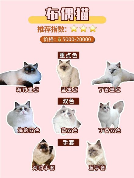常见宠物猫品种合集,猫咪性格/价格超全攻略