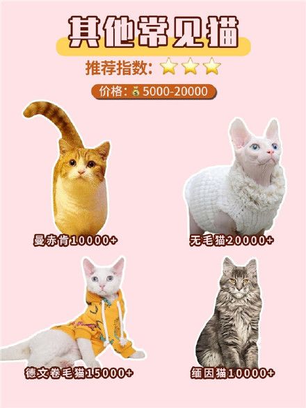 常见宠物猫品种合集,猫咪性格/价格超全攻略