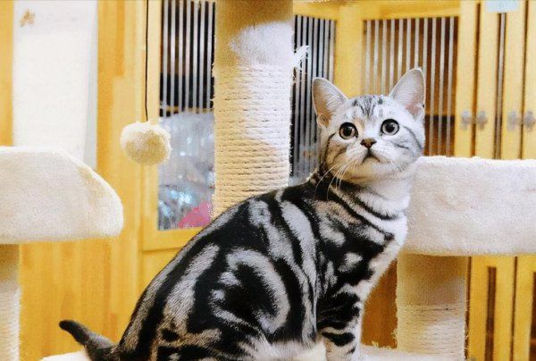 虎斑猫怎么看品相