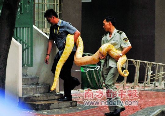 宠物巨蟒出逃吓坏邻居