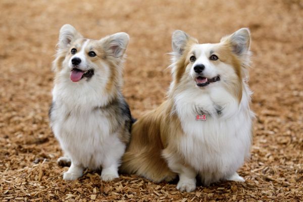 狗狗训练 Dog Training2