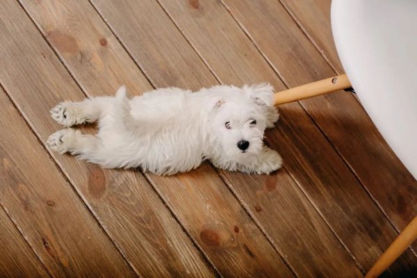 狗狗训练 Dog Training