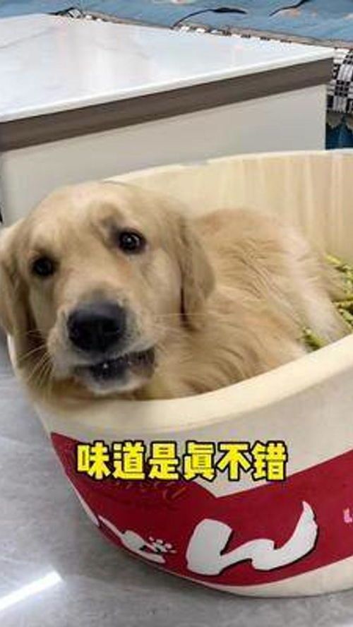 狗狗好行为指南,养宠必备小技巧!
