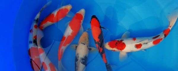 冷水鱼有哪些品种