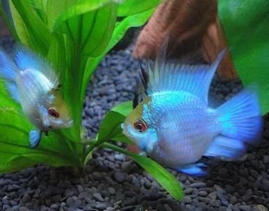可以在草缸里饲养的冷水鱼，会有哪些品种，其实水草也需要加温
