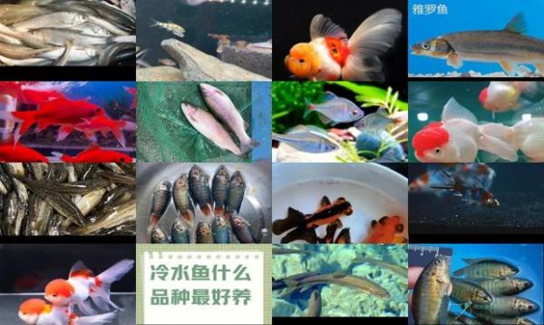观赏冷水鱼大全品种